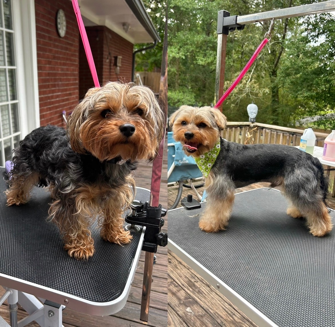 Two terriers on the grooming table
