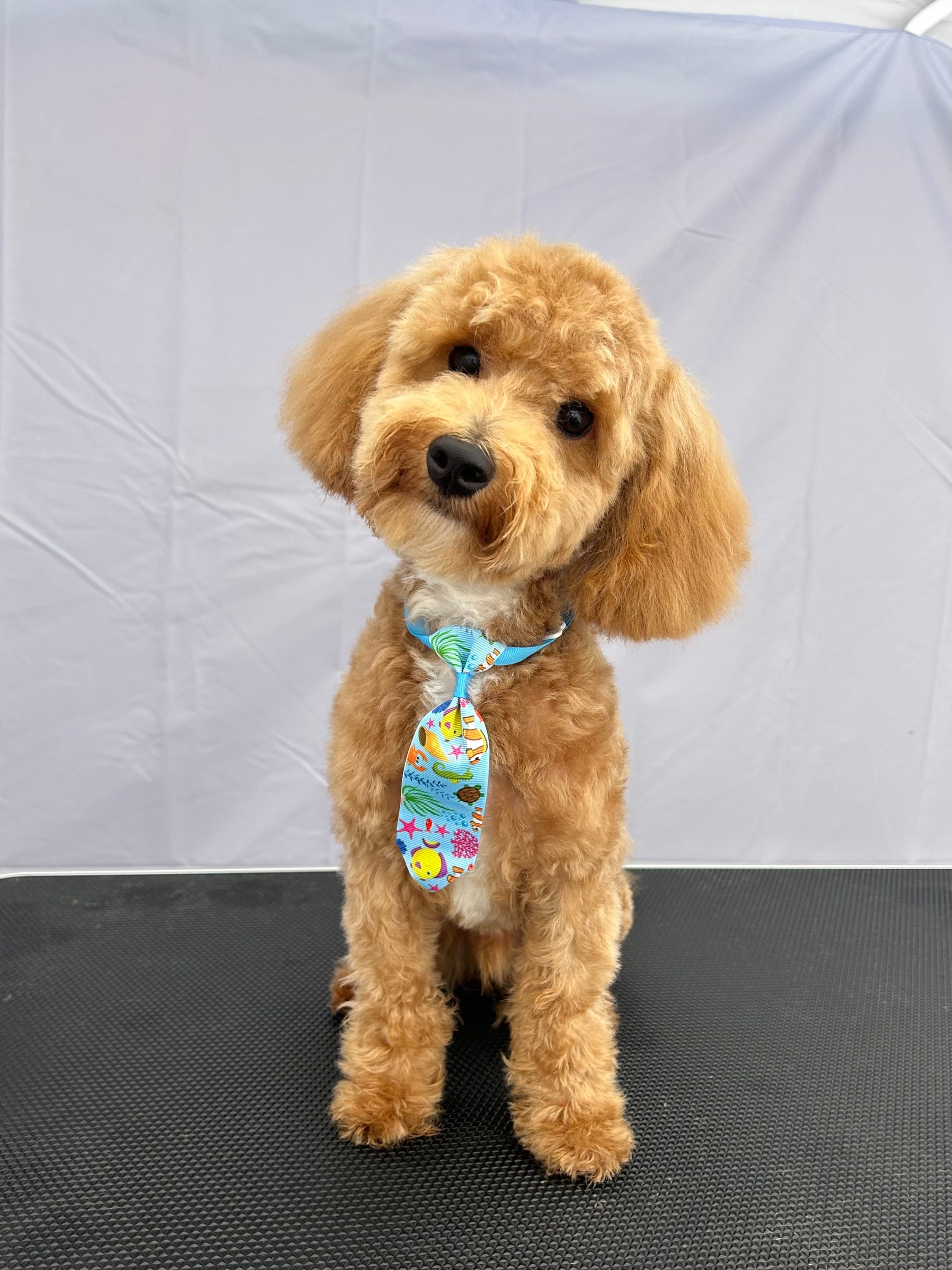 Goldendoodle wearing a colorful bandana after grooming