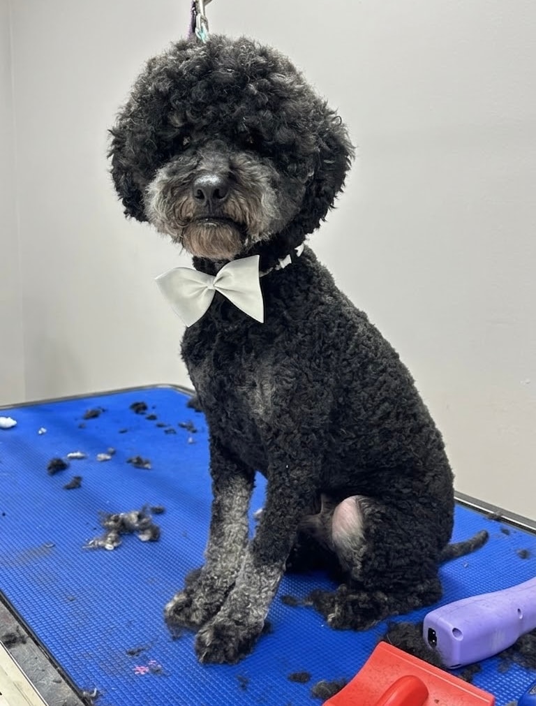 Poodle wearing a white bow tie after grooming