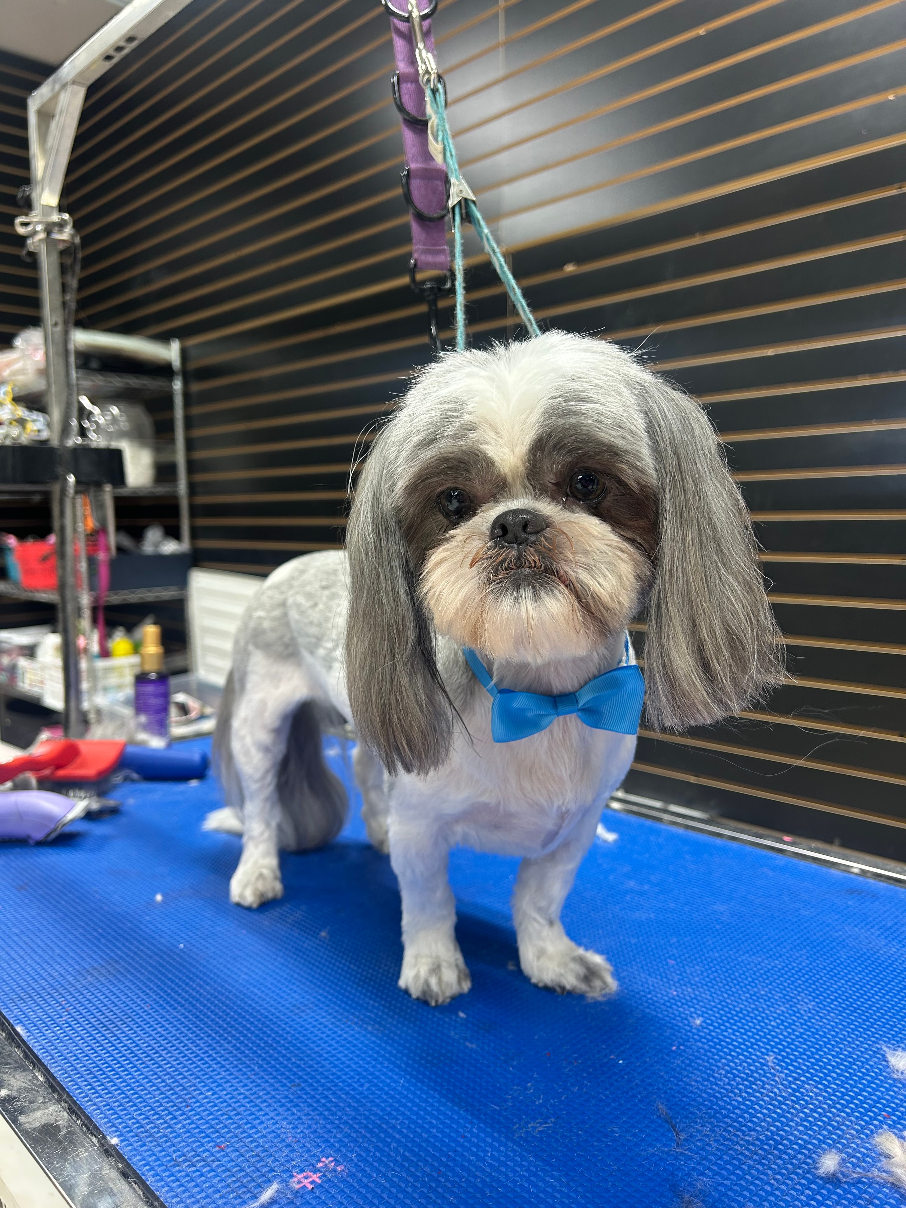 Black shih tzu puppies with bows after grooming