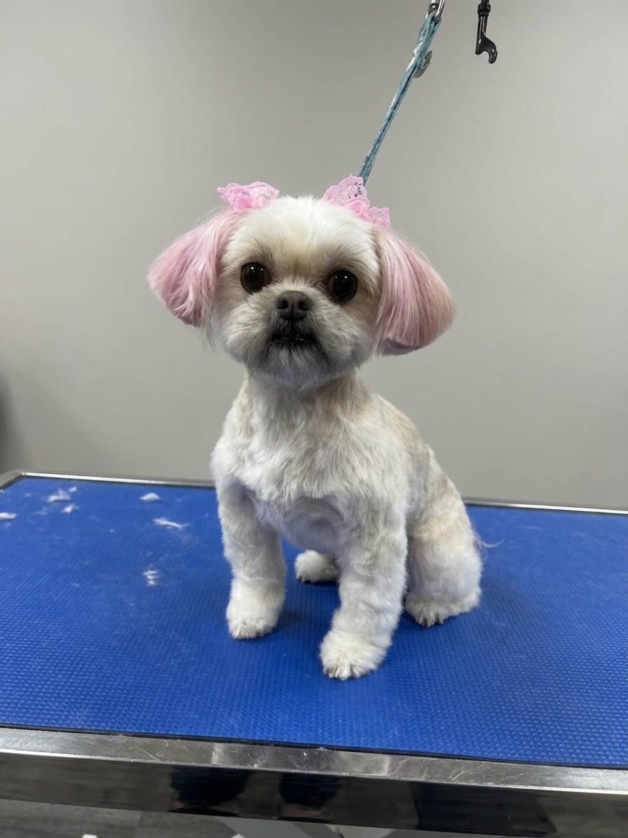 Fluffy small dogs freshly groomed