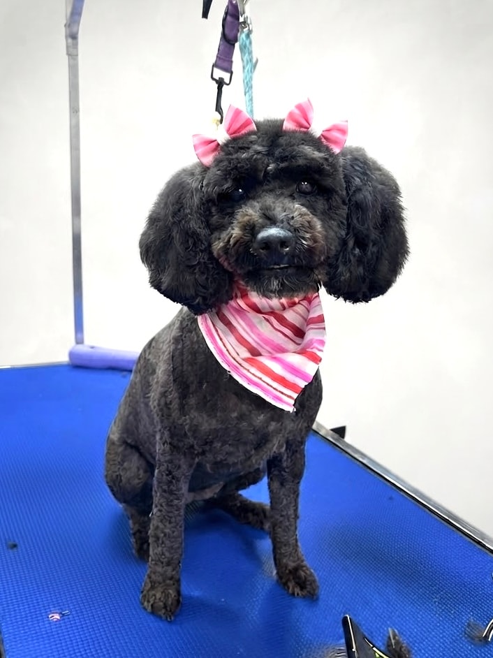 Poodle groomed and styled