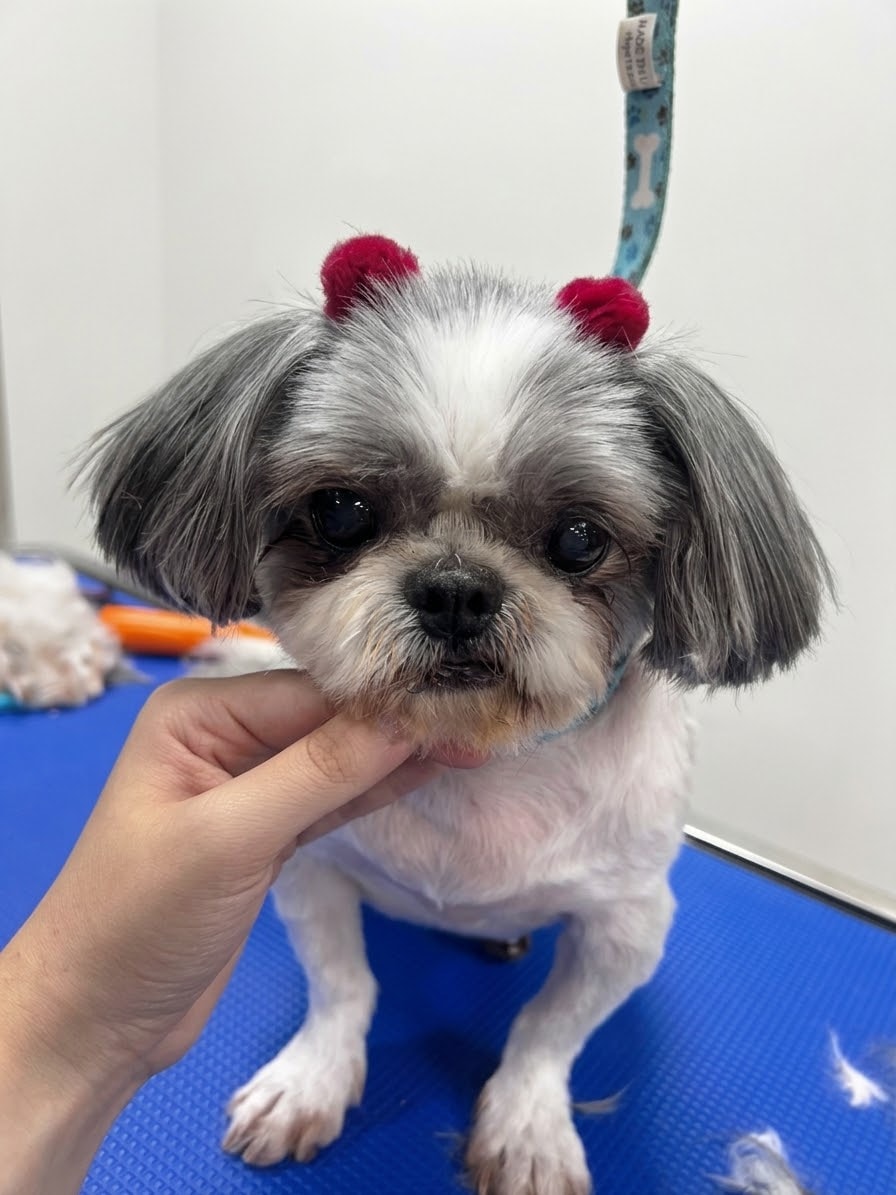 Happy dog with bandana after grooming